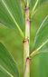 leaf sheaths after chilling