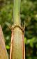 culm sheath interior, ligule