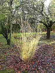A deciduous species in winter