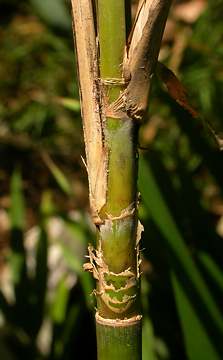 branching with sheaths removed