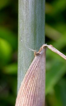 small auricle, spreading setae, few hairs, no mottling