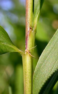 small auricle, spreading stae