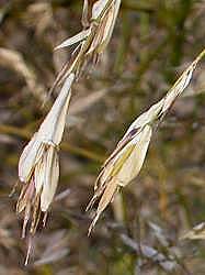 Flowers with many bracts