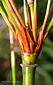 young branch sheaths orange