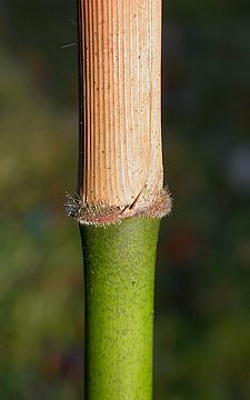 basal hairs on culm sheath