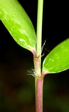 leaf sheath with several oral setae