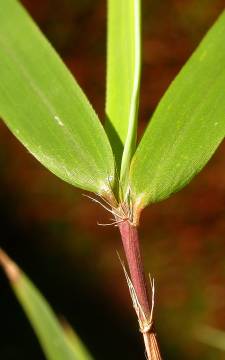 leaf sheath with prominent oral setae