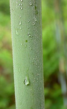 hairy young culms