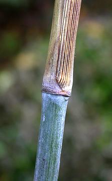 culm sheath persistent and red-ribbed