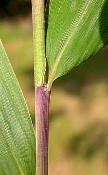 leaf sheath