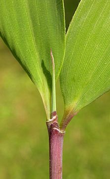 leaf sheaths