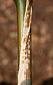 persistent marbled culm sheath