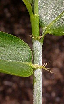 leaf sheaths with auricles and spreading setae