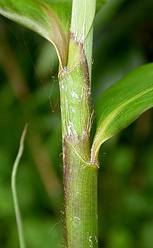 leaf sheath margins hairy, ligule fimbriate