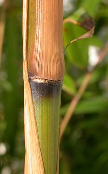 glabrous culm sheath margins, base and node 