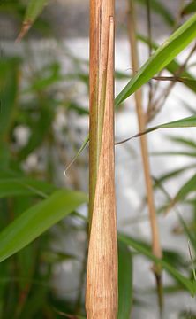 long narrow glabrous culm sheath apex