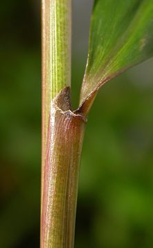 leaf sheath glabrous