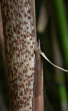 spotted culm sheath and fimbriate ligule