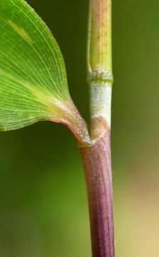 leaf sheaths