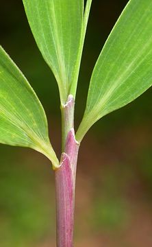 leaf sheaths