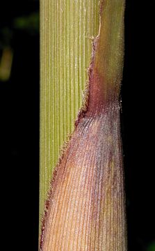 young culm sheath apex