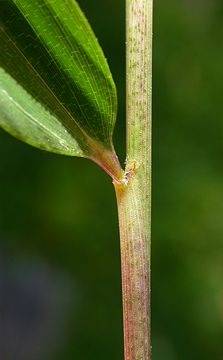 leaf sheath with scarce oral setae