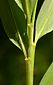 lower surface of leaf sheaths & blades 