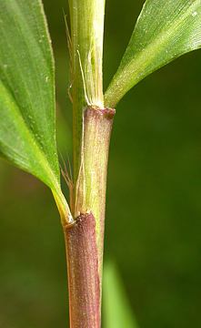 leaf sheaths 