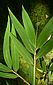 foliage