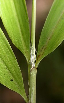 rounded shoulders with prominent oral setae