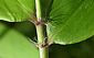 sparse hairs on adaxial leaf surface