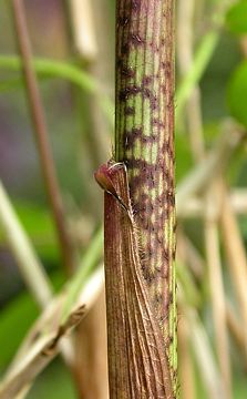 culm sheath on young shoot