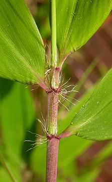 leaf sheaths