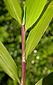 reddened leaf sheaths