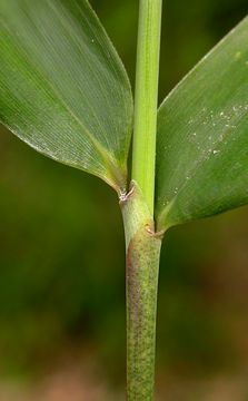 leaf sheaths