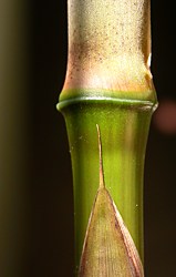 Erect needle-like culm sheath blade