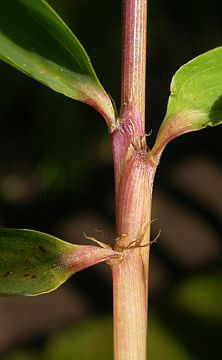 leaf sheaths with prominent oral setae