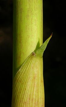 young culm sheath apex with few hairs