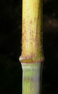 culm sheath base with sparse hairs