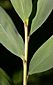 glabrous lower leaf and sheath
