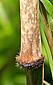 new sheath basally hairy