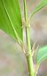 abaxial of petiole and proximal part of leaf blade hairy