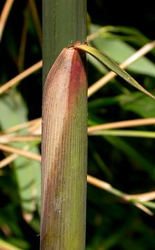 culm sheath nearly glabrous apically 