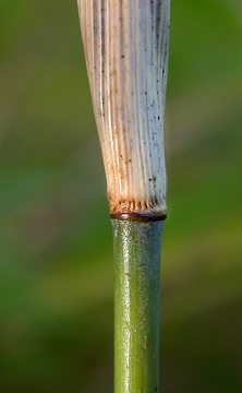 glabrous culm sheath and node