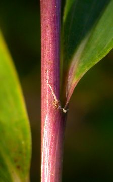 leaf sheath with scarce single oral seta