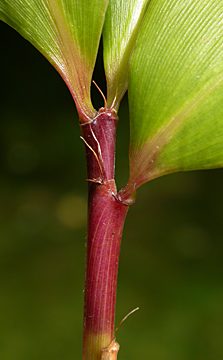 leaf sheaths