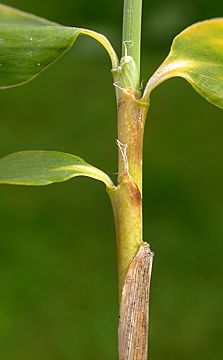 leaf sheaths