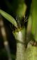 fimbriate culm sheath ligule interior view