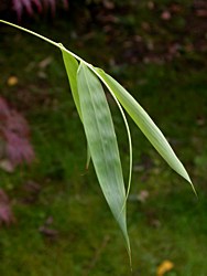 Papery crinkled leaves