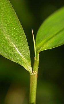 leaf sheaths with scarce oral setae